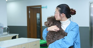 貓狗什么時候做絕育手術合適?