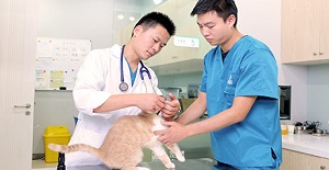 貓狗絕育手術護理