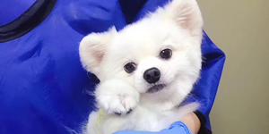 犬?dāng)U張型心肌病介紹