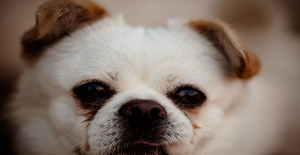 幼犬什么時(shí)候打狂犬疫苗?多久打一次?