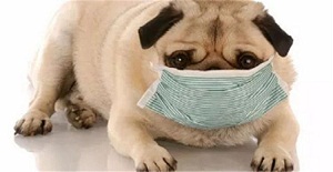 狗狗感冒了吃什么藥？愛寵感冒了吃什么藥？