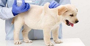 家中喂養的幼犬什么時候打狂犬疫苗比較好？幼犬什么時候打狂犬疫苗效果最好？