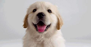 狗打狂犬疫苗多少錢，我們?cè)趺磁袛啵? class=