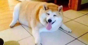 犬瘟可以治好嗎？寵物醫(yī)生在線咨詢