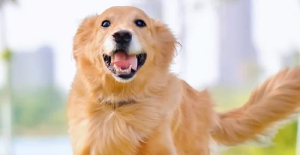 犬瘟會傳染給狗嗎？