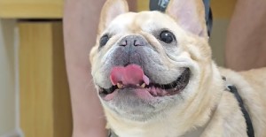 狗狗雙血統是什么意思？