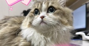 幼貓呼吸急促全身無力？