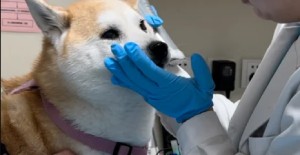 狗狗叫不出聲怎么回事？