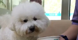 狗狗淚痕嚴重怎么辦？寵物醫院在線咨詢