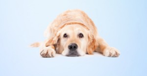 幼犬得了球蟲(chóng)多久能治好？