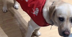 幼犬為什么不能喝牛奶？