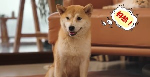 狗狗肛門腺發炎怎么辦？
