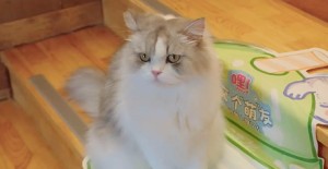 怎樣給貓體外驅蟲？