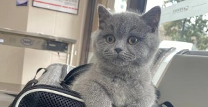 貓咪用頭蹭我是什么意思？