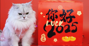 貓吐舌頭是什么原因？