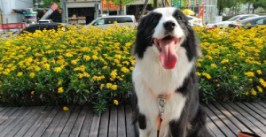 狗狗上吐下瀉還拉血怎么回事？