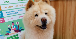 狗狗鼻頭干是什么問題？