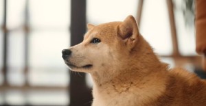 母狗發情期多久？